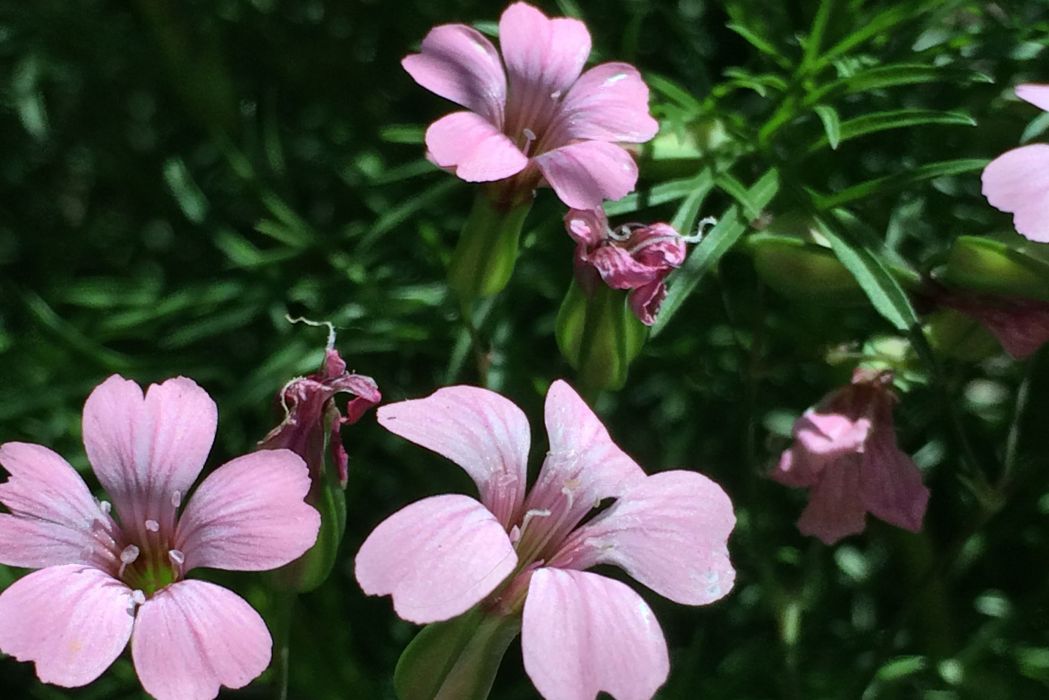 大蔓櫻草