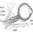 藍色視野缺損