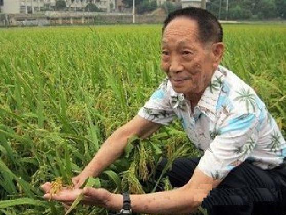 袁隆平國際雜交水稻種業矽谷項目