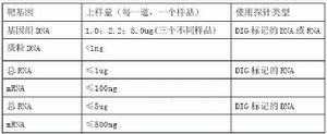 southern印跡雜交(DNA印跡技術)