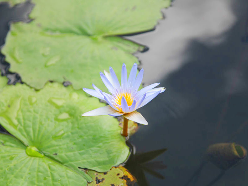 現代花藝設計