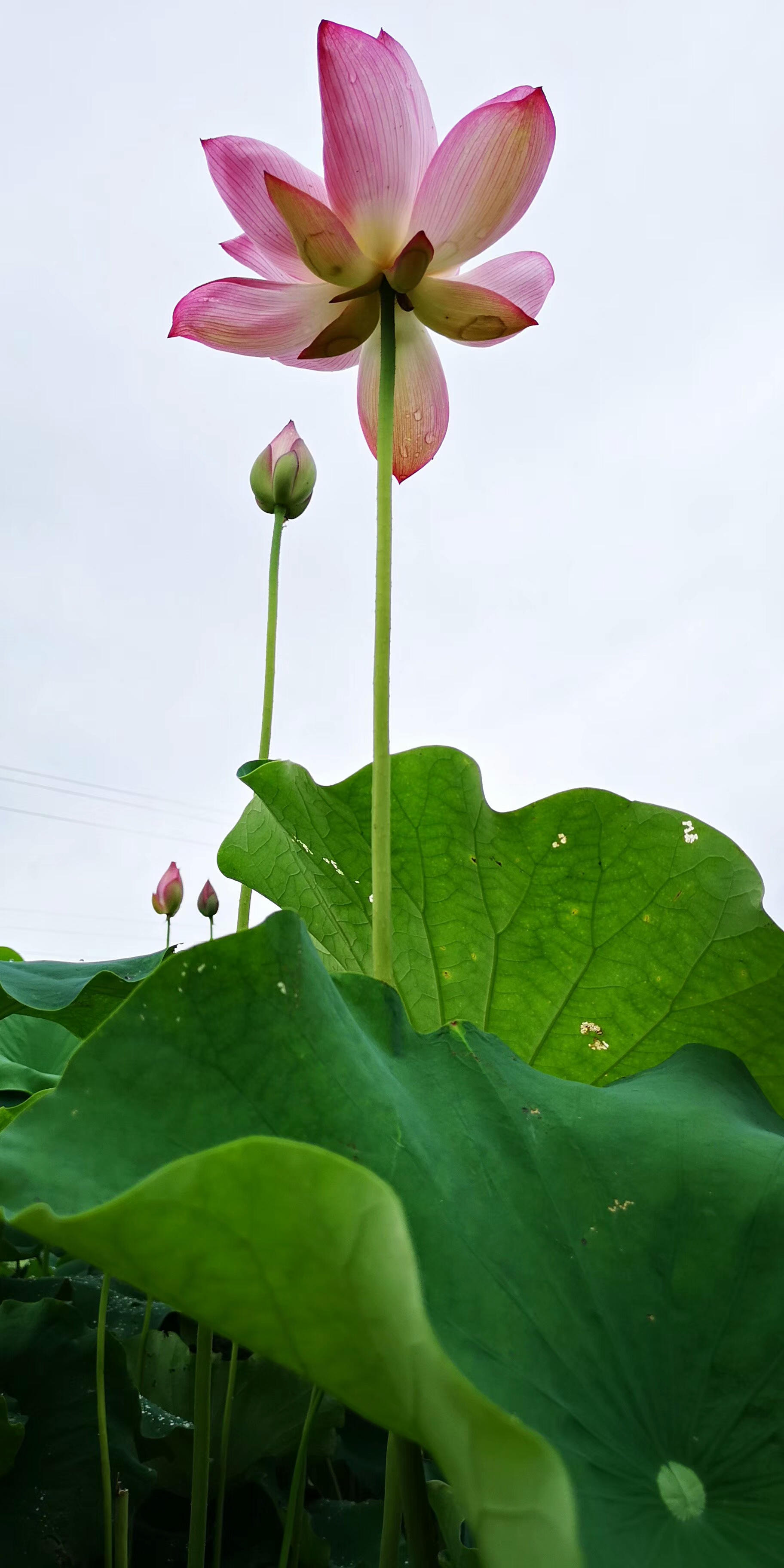 華封村