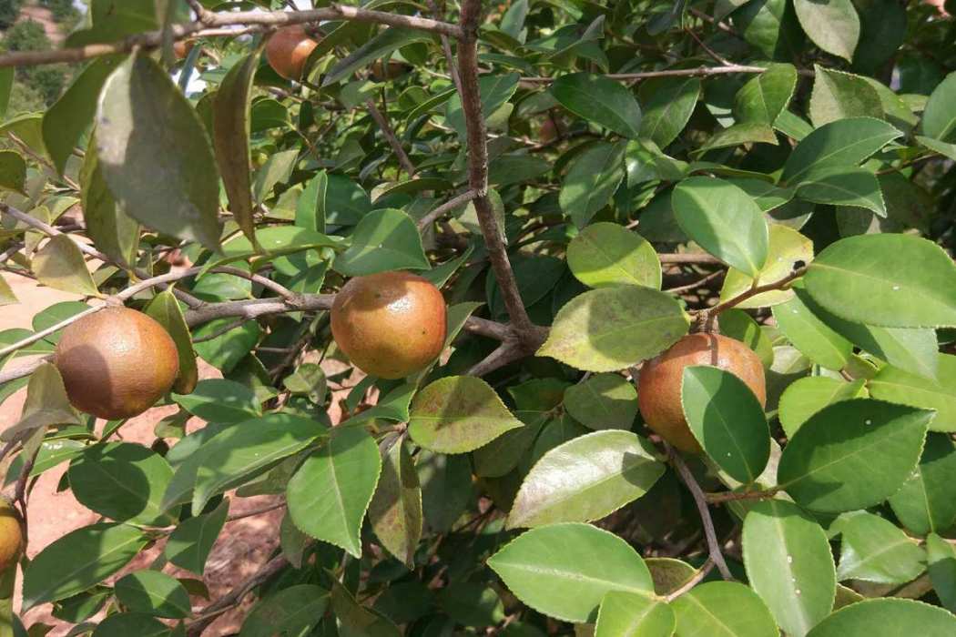 油茶無性系湘林雙7817