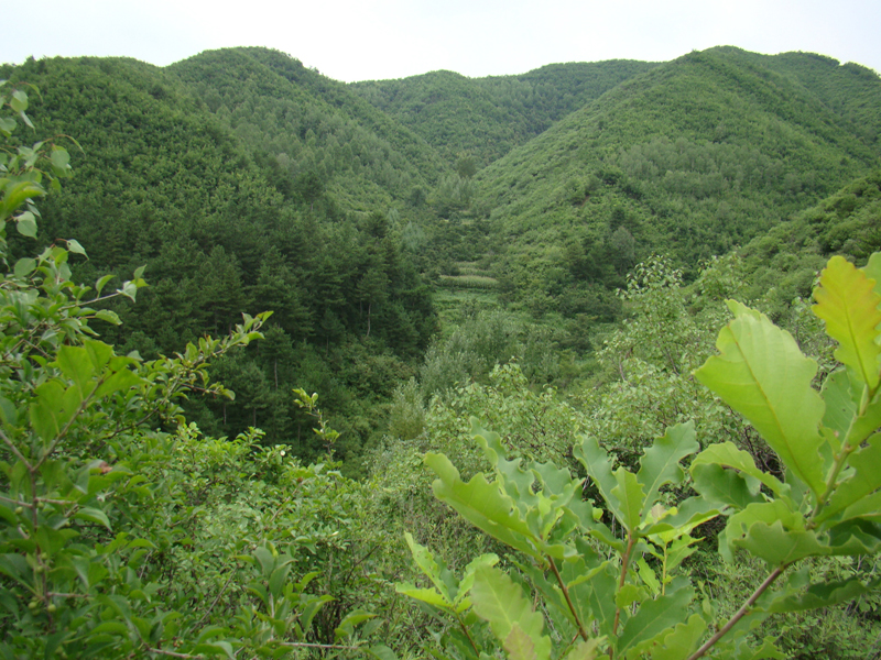 十道河村，柞樹杏林。