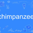 chimpanzee