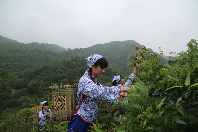 大余縣健安山茶業廠