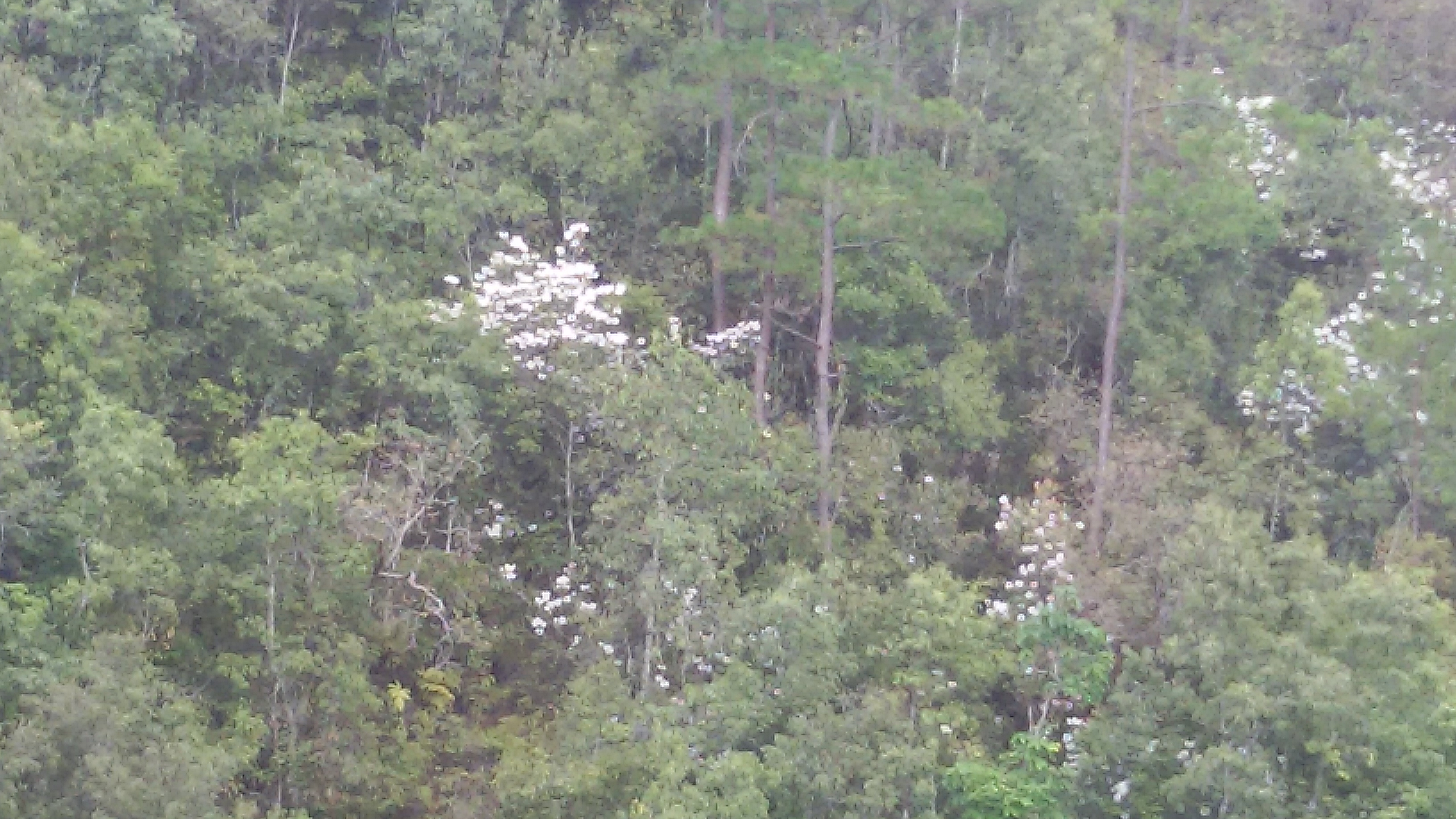 2017年村莊旁盛開的老白花