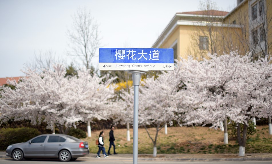 櫻花大道(中國海洋大學櫻花大道)