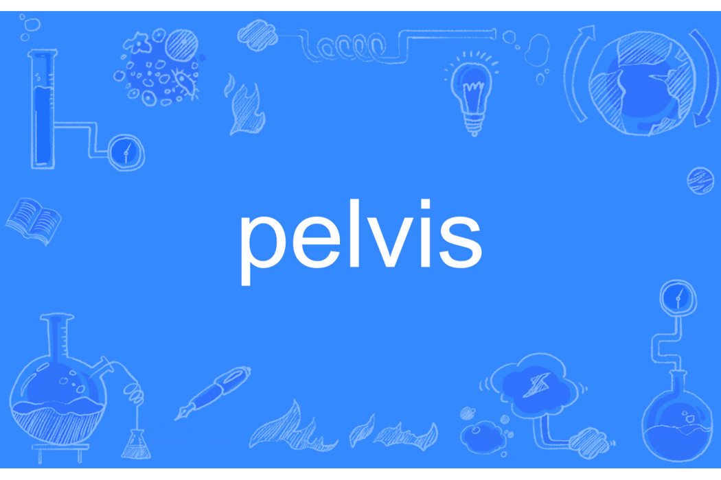 pelvis