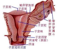 痛經結構