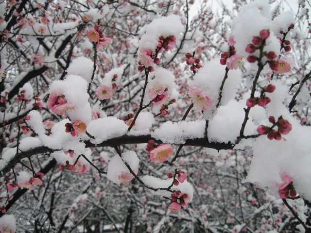 我愛你塞北的雪(歌曲原唱)