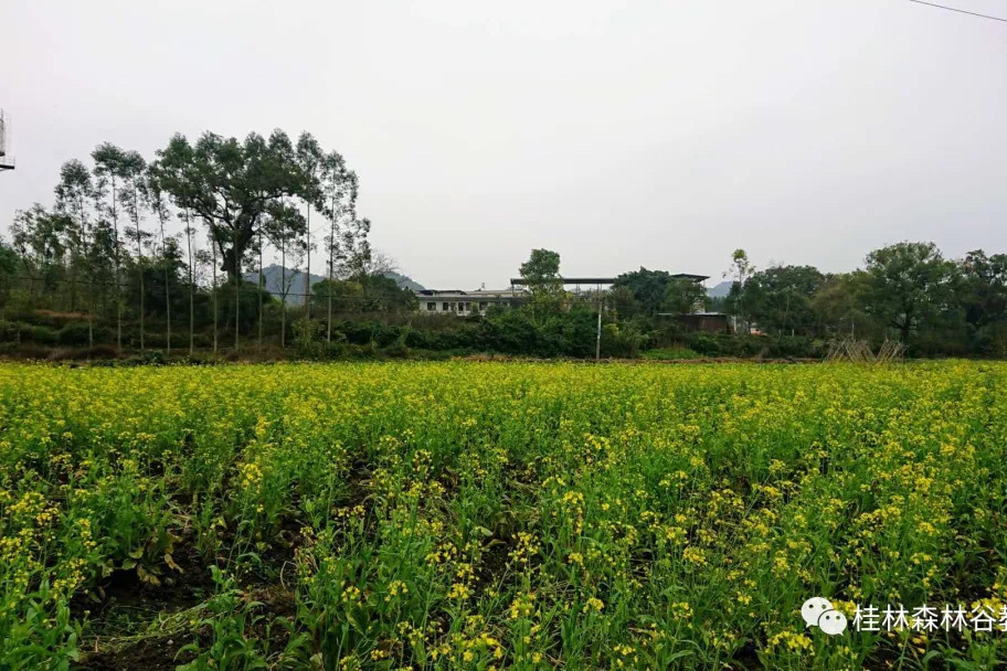 靈川縣森林谷實驗國小