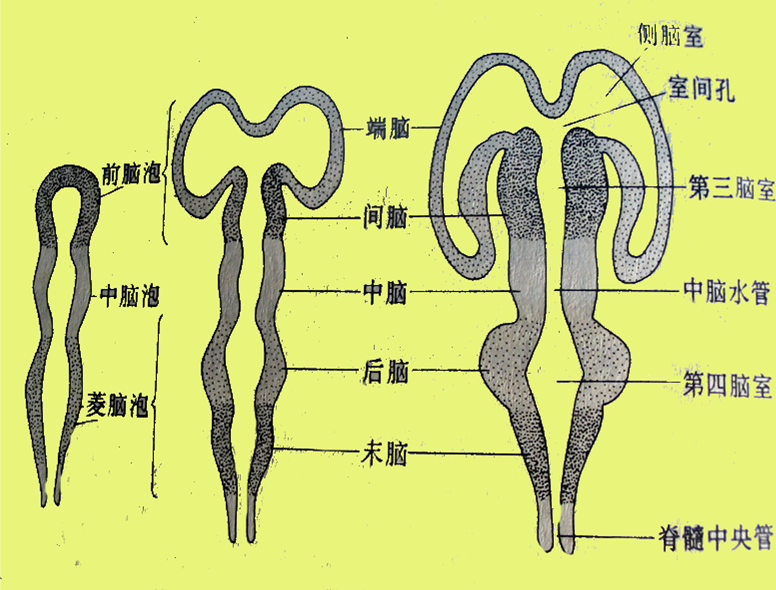 腦泡