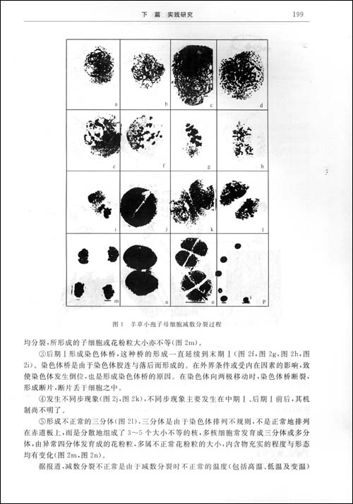 羊草粒線蟲病