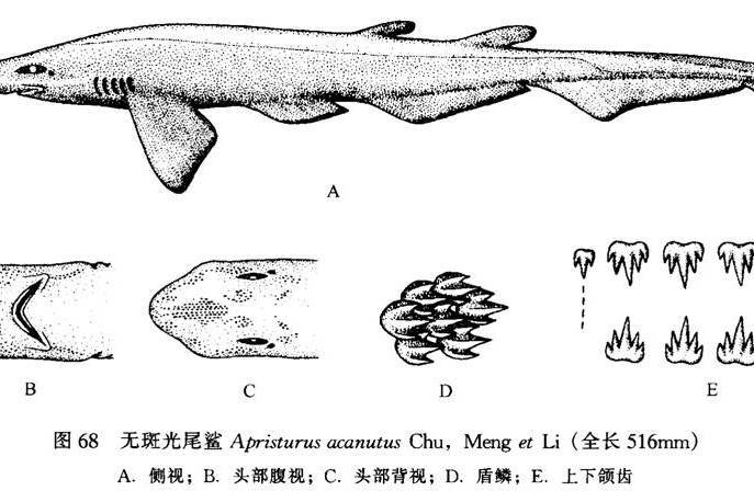 無斑光尾鯊