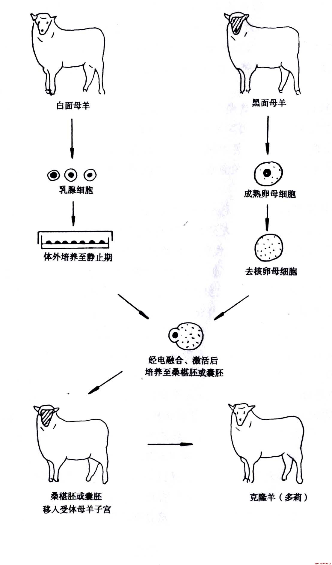 細胞脫核技術