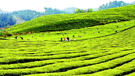 爐山茶園