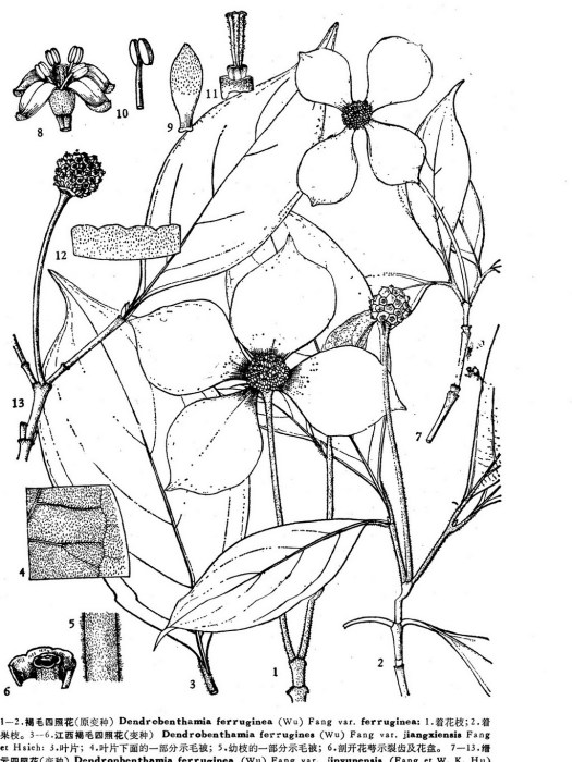 褐毛四照花（原變種）