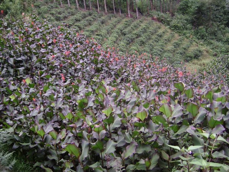 花拉寨村