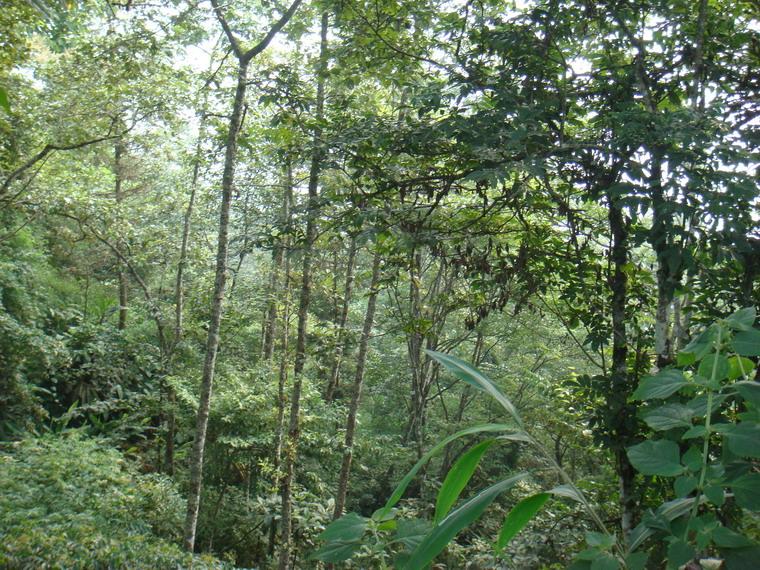 岩峰頭自然村