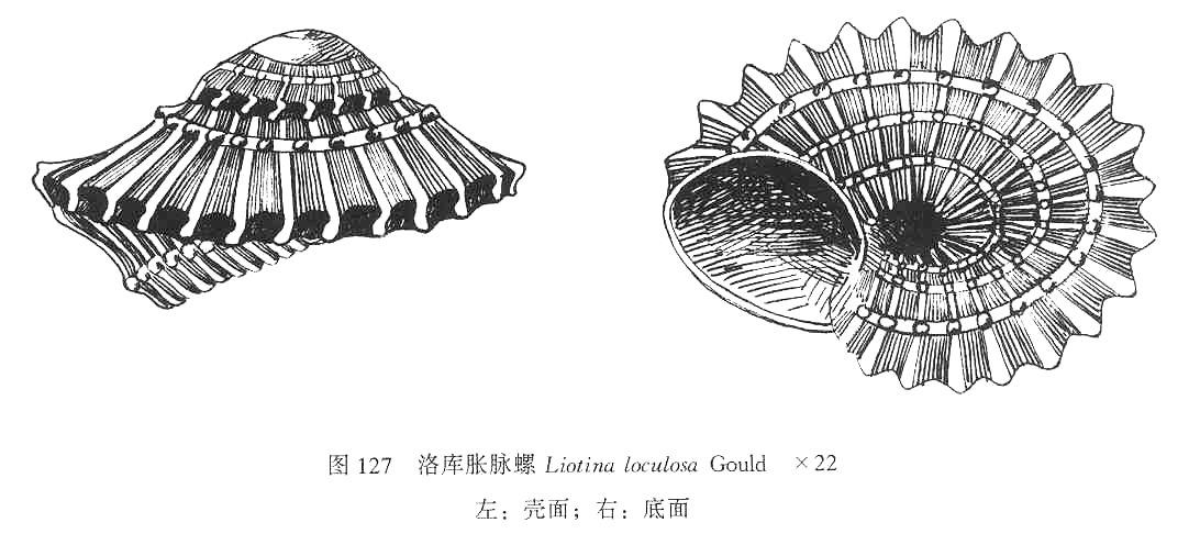 洛庫脹脈螺