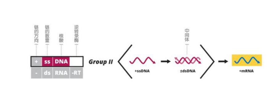 巴爾的摩病毒分類系統