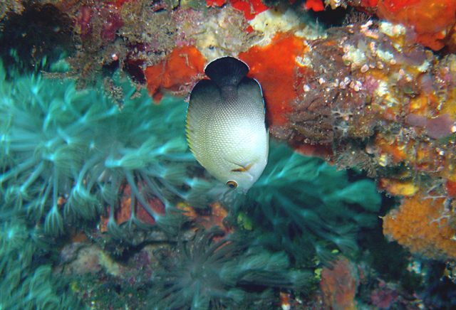 福氏刺尻魚