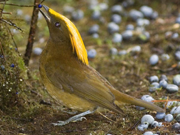 鳥類羽冠