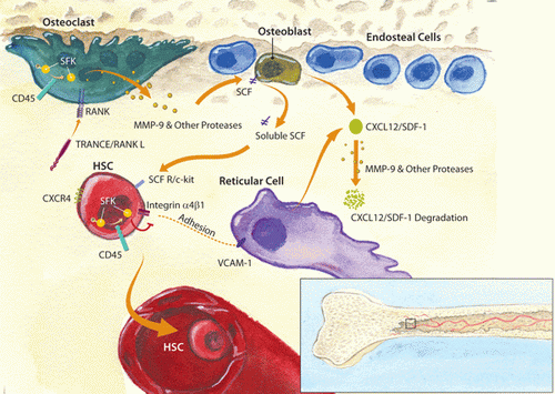 CD45