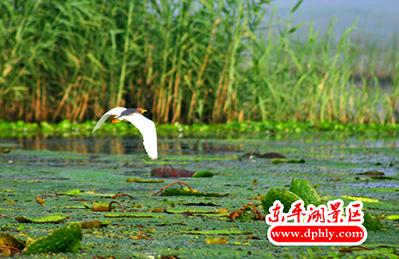 東平湖濕地公園