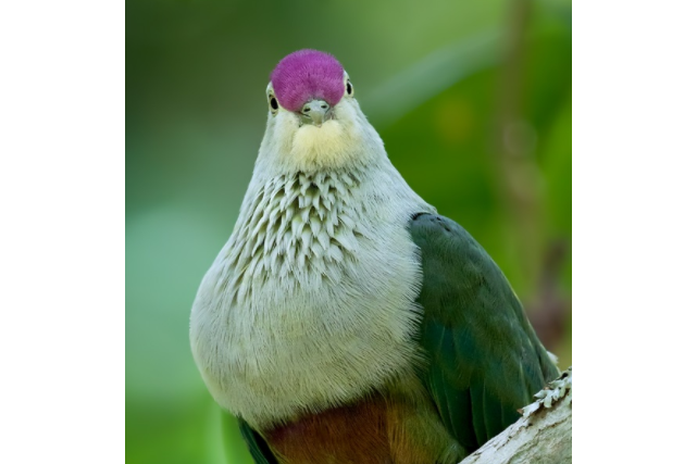 緋紅頂果鳩