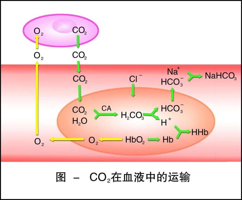 氯轉移(漢布格氏現象)