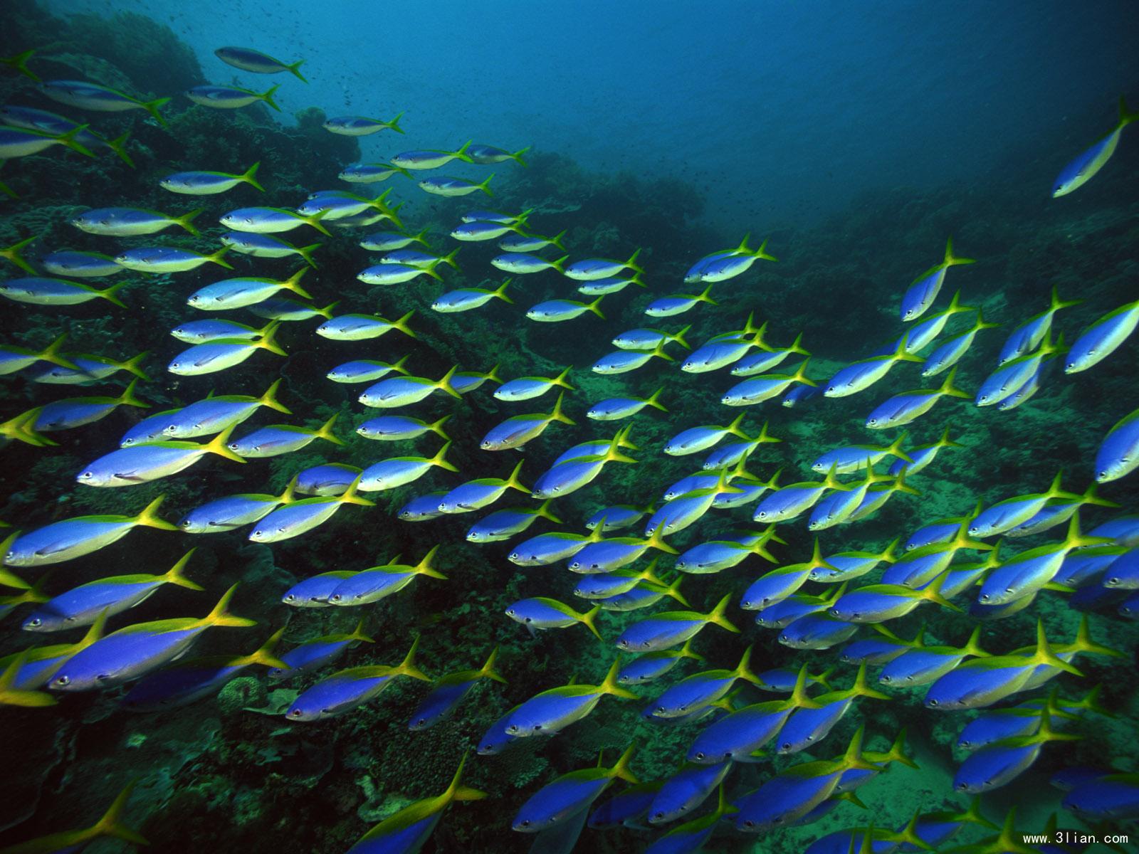 深海生態