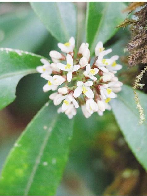 細齒茵芋