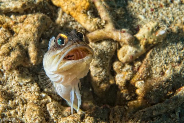 黑副葉蝦虎魚