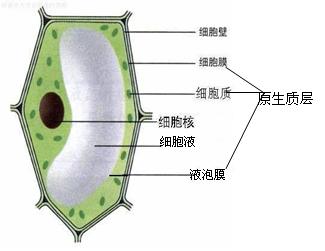 細胞(生物學中構成生物體的基本單位)