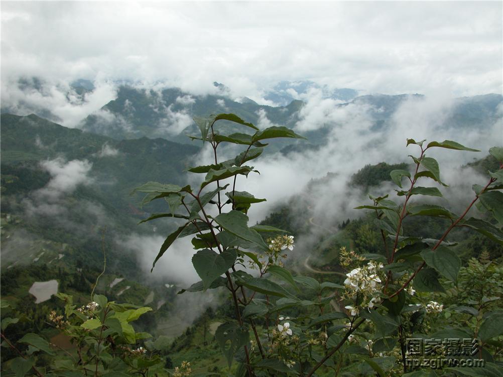 苗嶺雲花