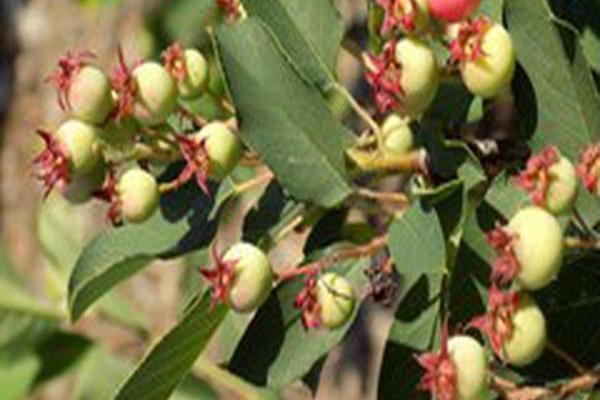 Amelanchier nantucketensis