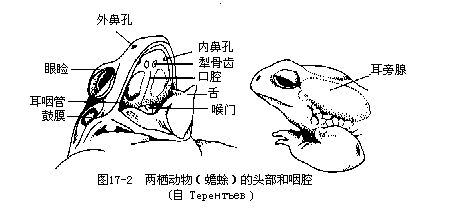 耳後腺