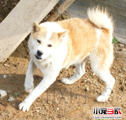 韃子犬