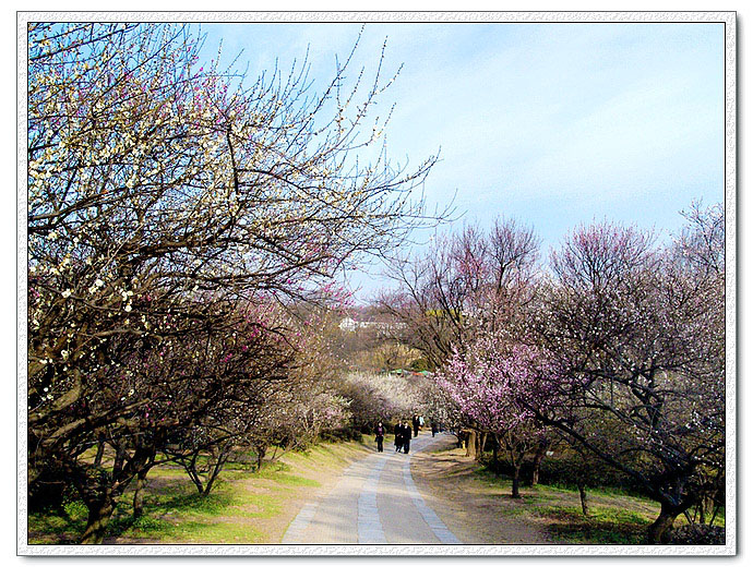 南京梅花山梅花景色