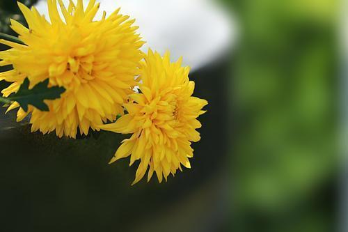 東籬菊(菊科菊屬植物)