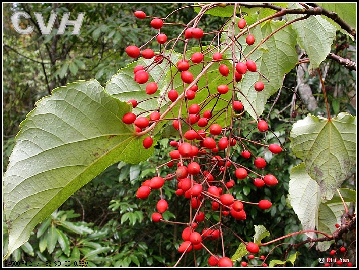 長果山桐子（變種）