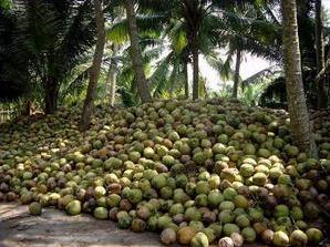 托克勞群島出產的椰子
