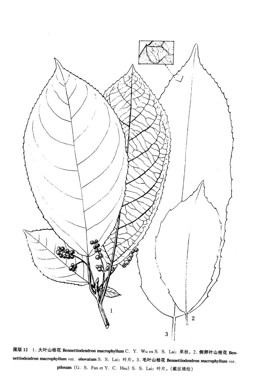 大葉山桂花（原變種）