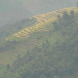 紅橋村(雲南省紅河金平縣勐橋鄉紅橋村)