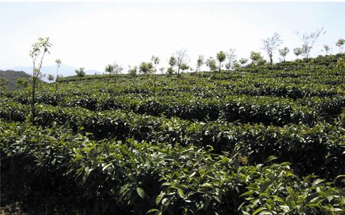 孟弄鄉生態茶園