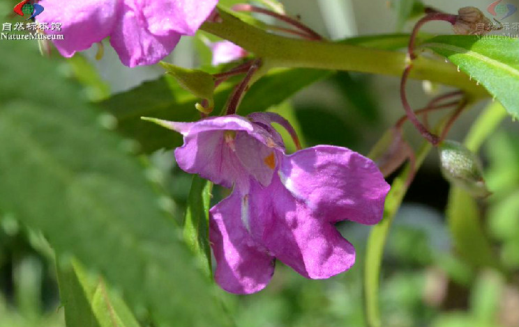 華鳳仙(植物)