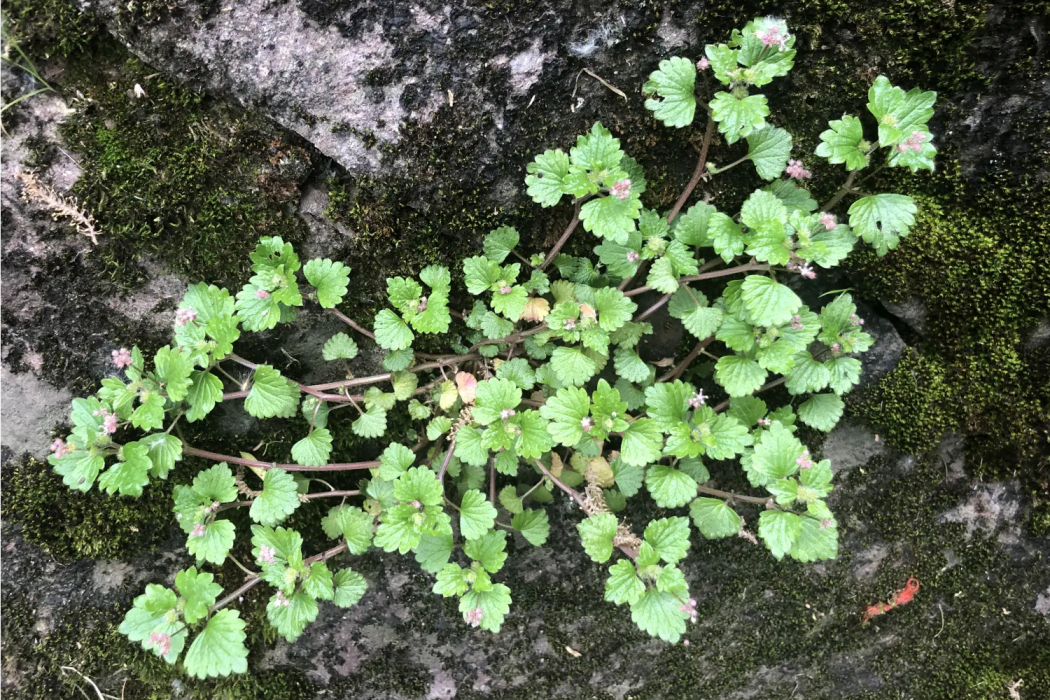 毛花點草(蕁麻科花點草屬植物)