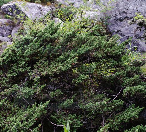 高山柏(植物)